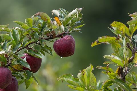 noch ein apfel
